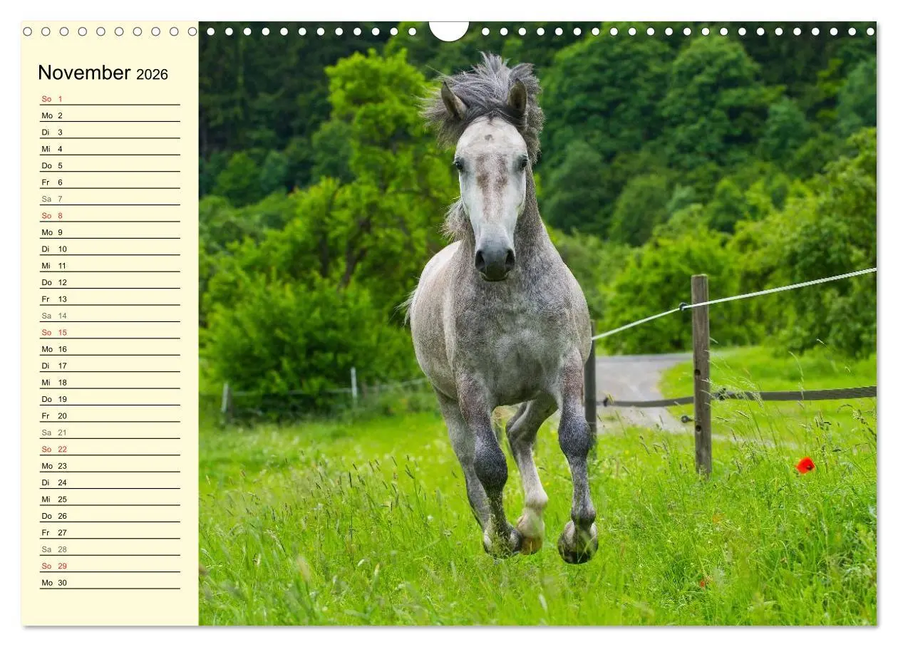 Bild: 9783516007695 | Traumpferd Lipizzaner (Wandkalender 2026 DIN A3 quer), CALVENDO...
