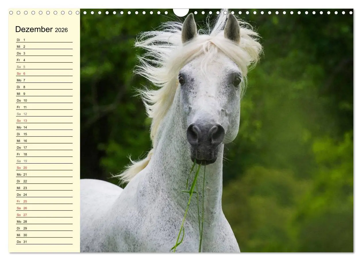 Bild: 9783516007695 | Traumpferd Lipizzaner (Wandkalender 2026 DIN A3 quer), CALVENDO...
