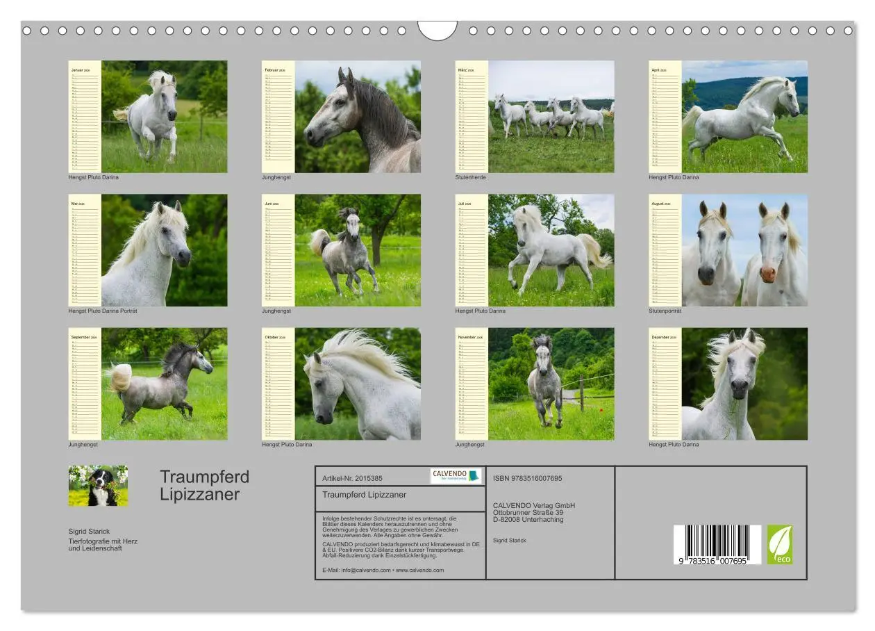 Bild: 9783516007695 | Traumpferd Lipizzaner (Wandkalender 2026 DIN A3 quer), CALVENDO...
