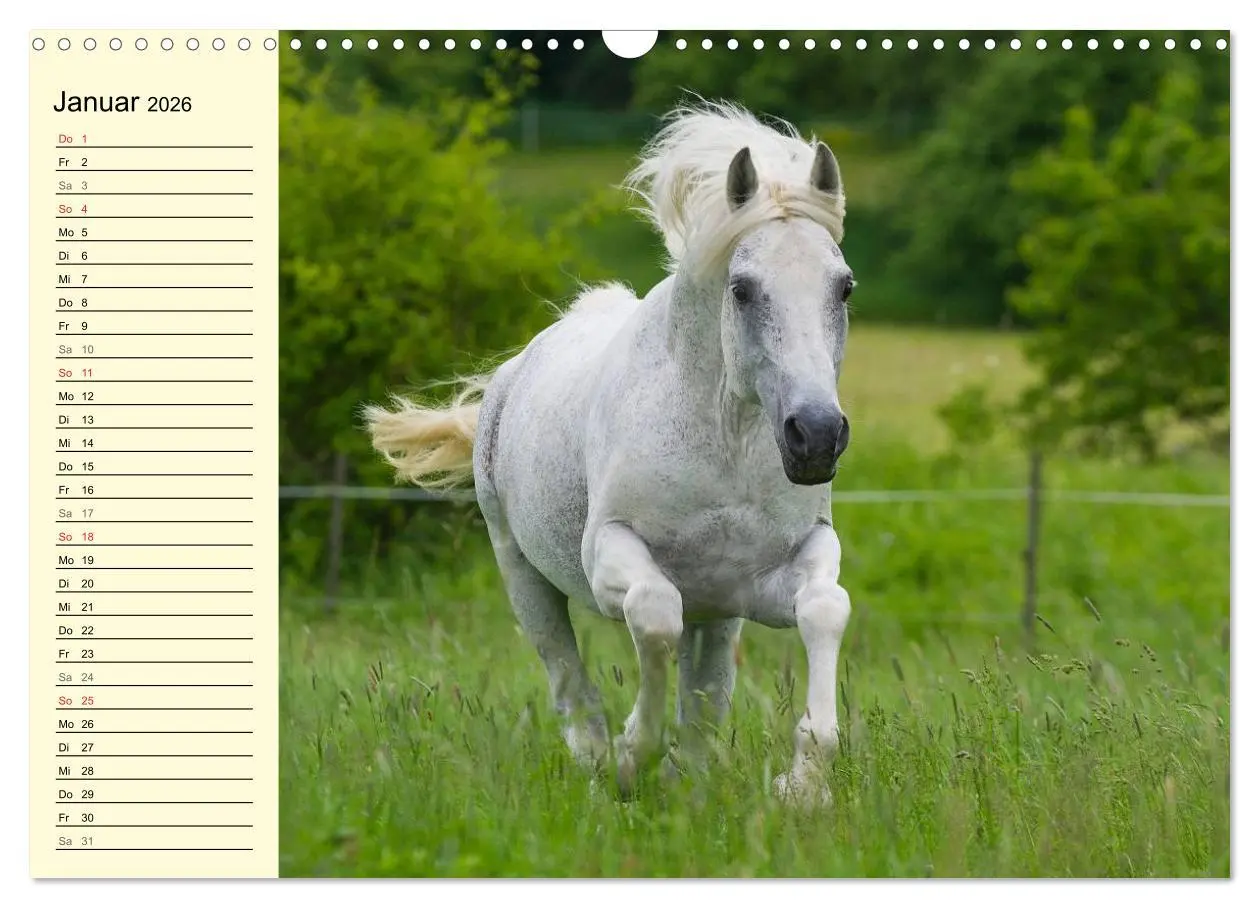Bild: 9783516007695 | Traumpferd Lipizzaner (Wandkalender 2026 DIN A3 quer), CALVENDO...