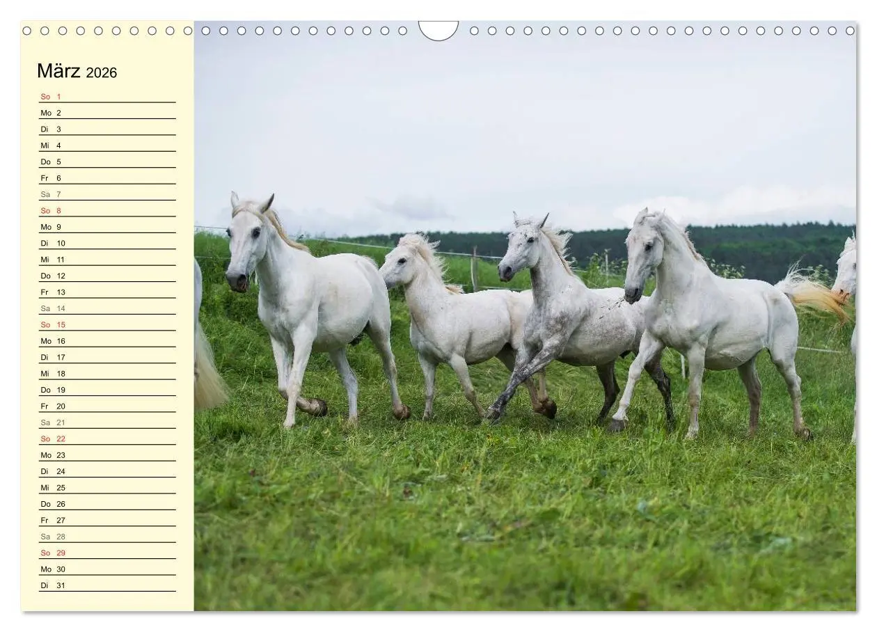 Bild: 9783516007695 | Traumpferd Lipizzaner (Wandkalender 2026 DIN A3 quer), CALVENDO...