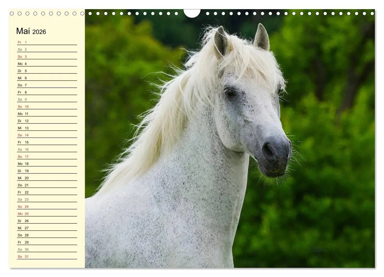 Bild: 9783516007695 | Traumpferd Lipizzaner (Wandkalender 2026 DIN A3 quer), CALVENDO...