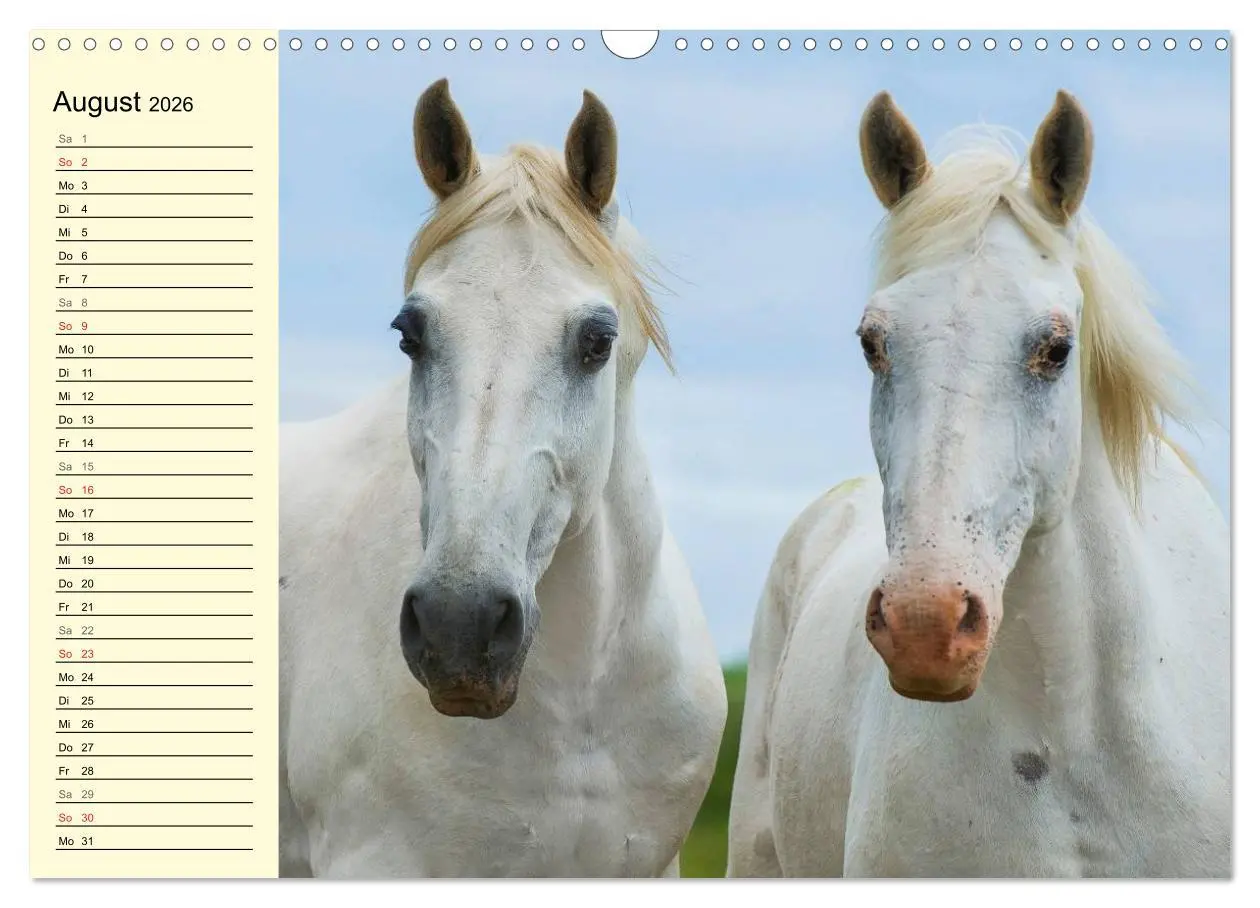 Bild: 9783516007695 | Traumpferd Lipizzaner (Wandkalender 2026 DIN A3 quer), CALVENDO...