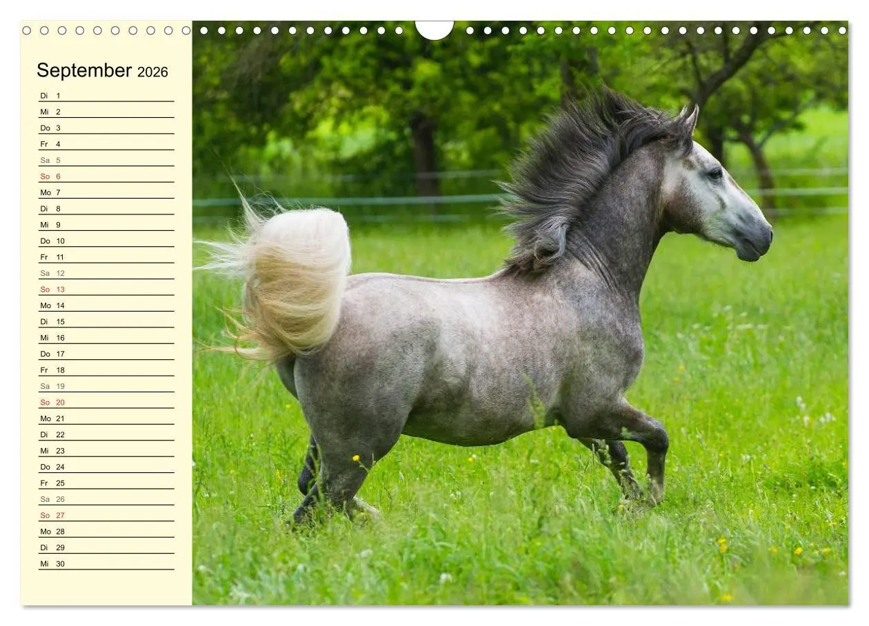 Bild: 9783516007695 | Traumpferd Lipizzaner (Wandkalender 2026 DIN A3 quer), CALVENDO...