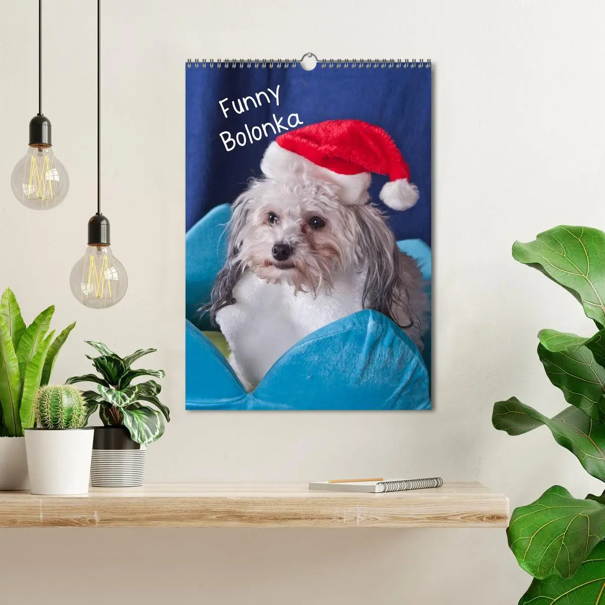 Bild: 9783516487695 | Funny Bolonka (Wandkalender 2026 DIN A3 hoch), CALVENDO Monatskalender