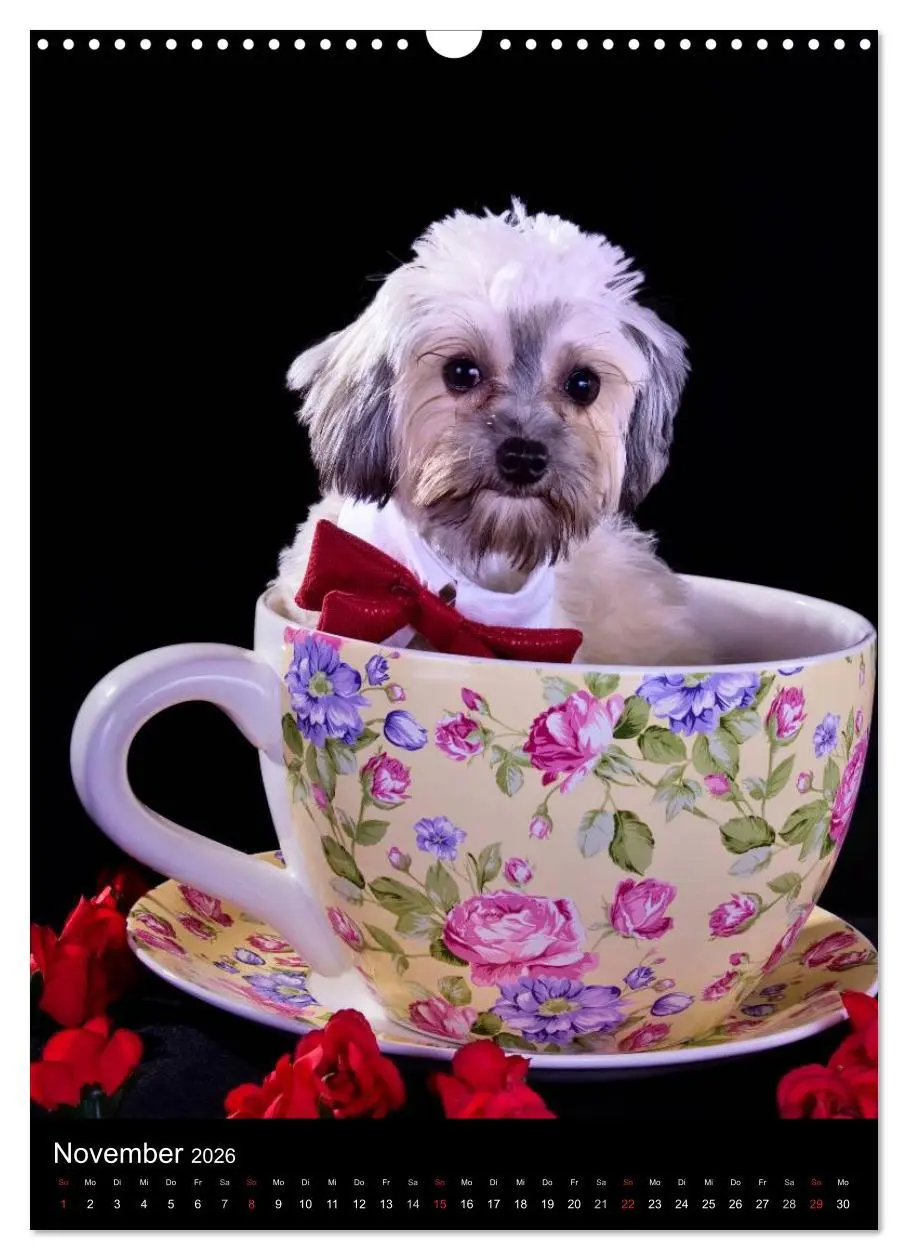 Bild: 9783516487695 | Funny Bolonka (Wandkalender 2026 DIN A3 hoch), CALVENDO Monatskalender