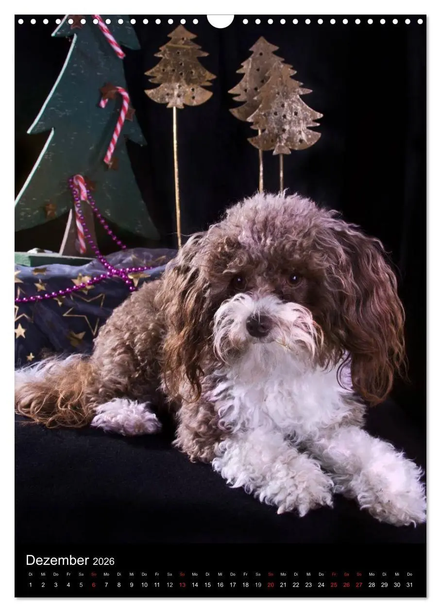 Bild: 9783516487695 | Funny Bolonka (Wandkalender 2026 DIN A3 hoch), CALVENDO Monatskalender