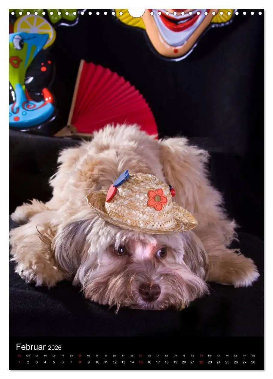 Bild: 9783516487695 | Funny Bolonka (Wandkalender 2026 DIN A3 hoch), CALVENDO Monatskalender
