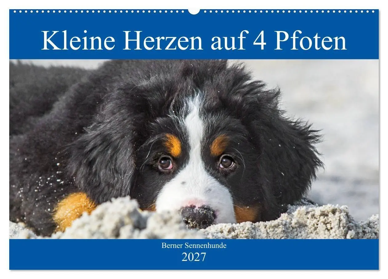Cover: 9783569647695 | Kleine Herzen auf 4 Pfoten - Berner Sennenhunde (Wandkalender 2027...