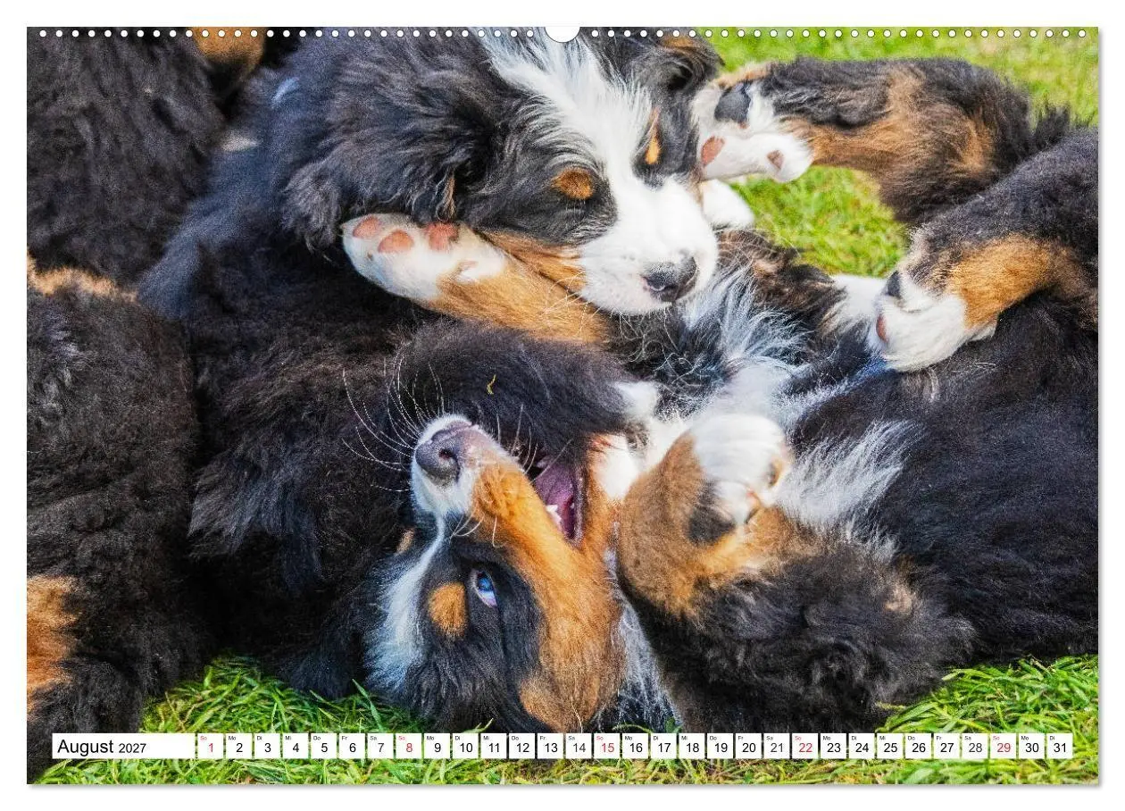 Bild: 9783569647695 | Kleine Herzen auf 4 Pfoten - Berner Sennenhunde (Wandkalender 2027...