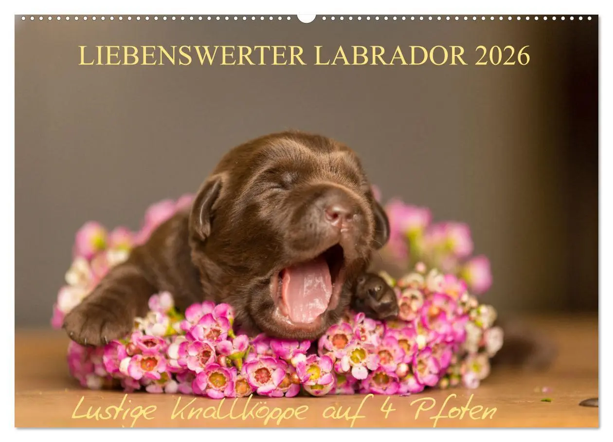 Cover: 9783457997895 | Liebenswerter Labrador 2026 (Wandkalender 2026 DIN A2 quer),...