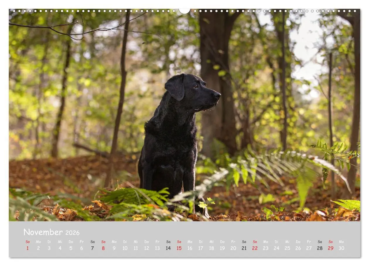 Bild: 9783457997895 | Liebenswerter Labrador 2026 (Wandkalender 2026 DIN A2 quer),...