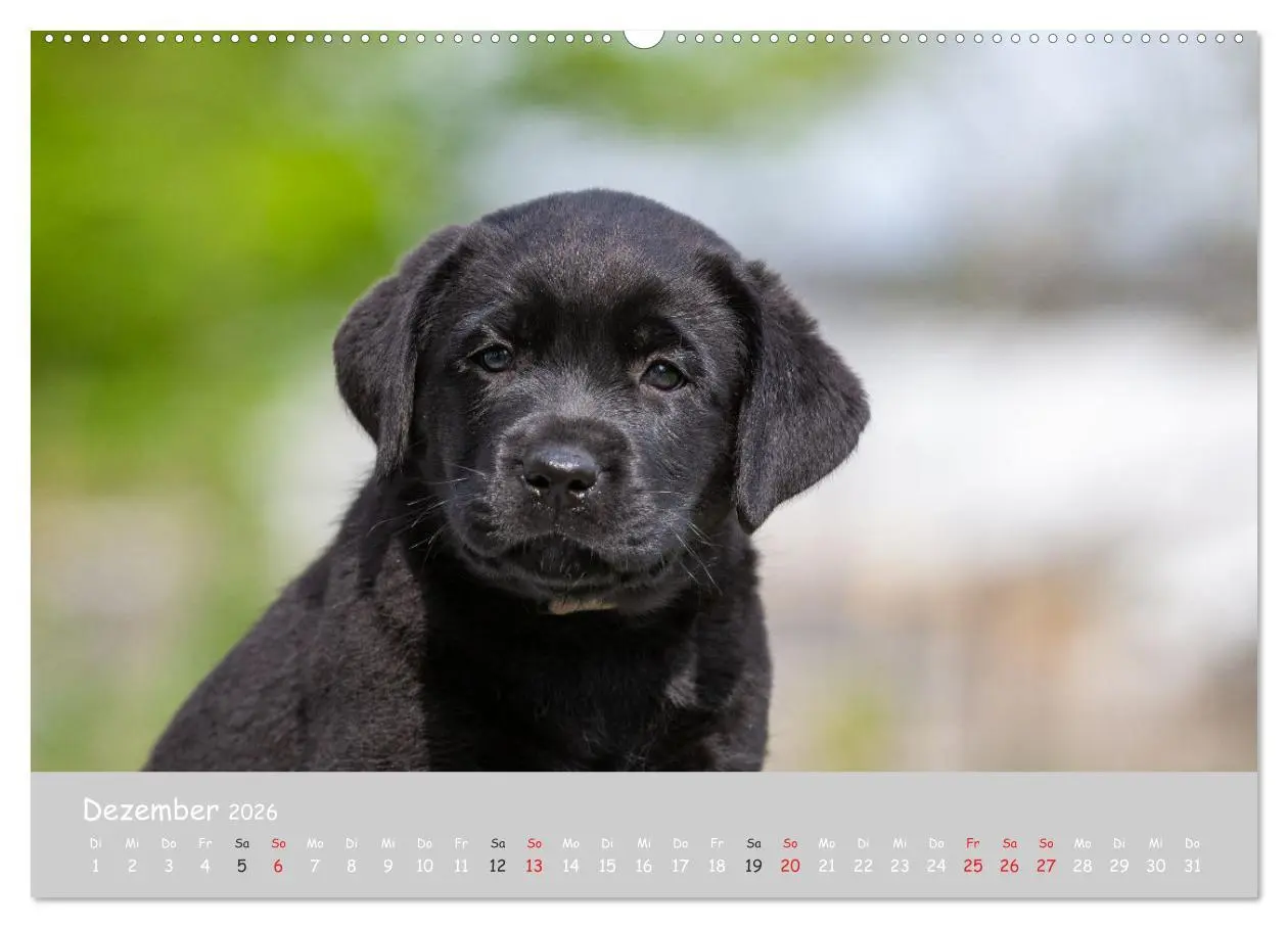 Bild: 9783457997895 | Liebenswerter Labrador 2026 (Wandkalender 2026 DIN A2 quer),...