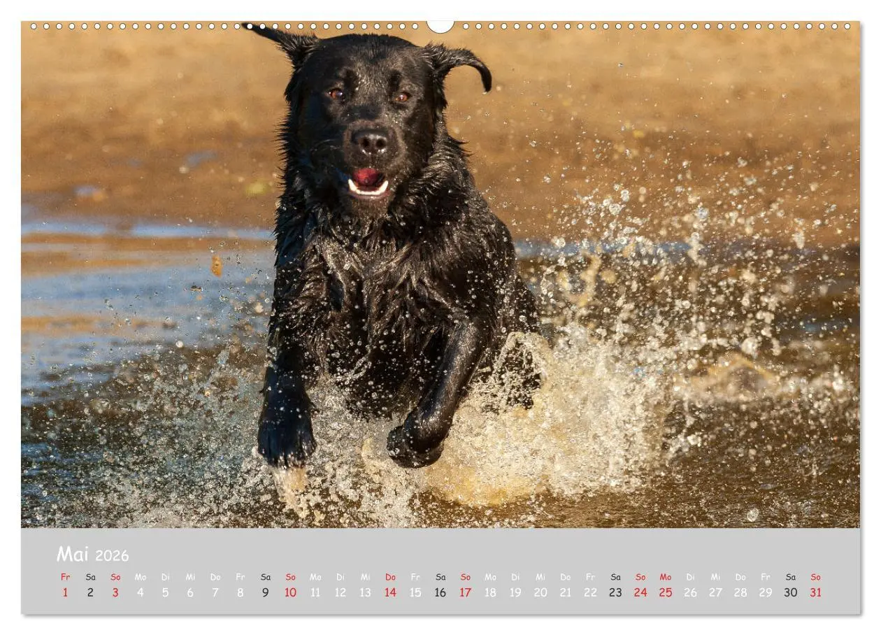 Bild: 9783457997895 | Liebenswerter Labrador 2026 (Wandkalender 2026 DIN A2 quer),...