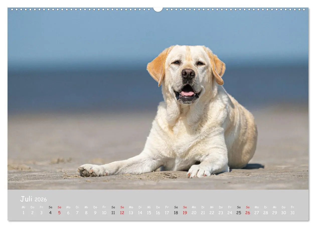 Bild: 9783457997895 | Liebenswerter Labrador 2026 (Wandkalender 2026 DIN A2 quer),...