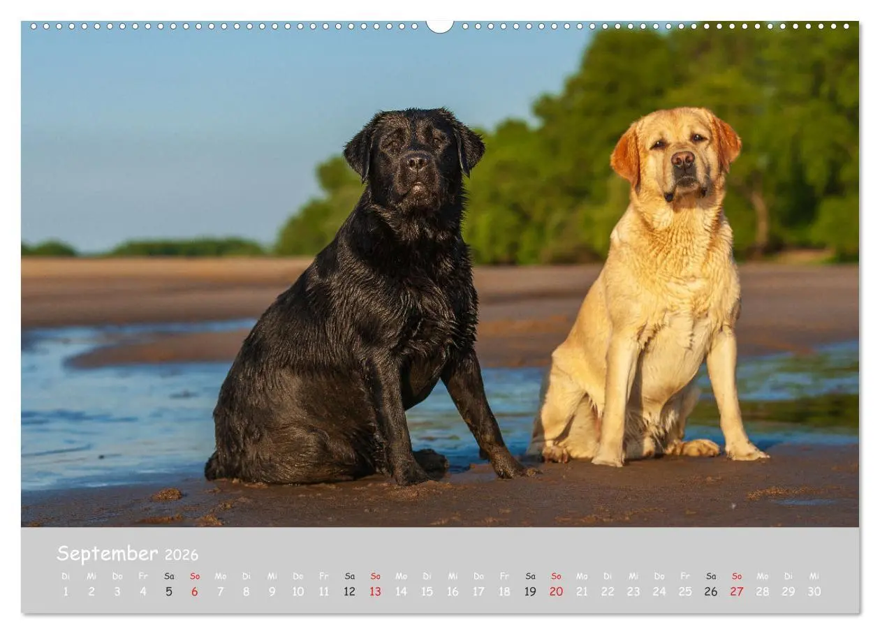 Bild: 9783457997895 | Liebenswerter Labrador 2026 (Wandkalender 2026 DIN A2 quer),...