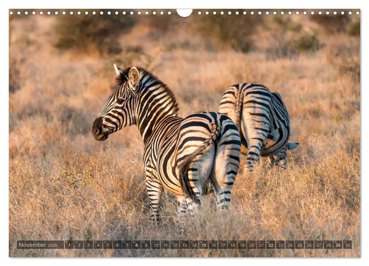 Bild: 9783516087895 | Südafrika - Die Tierwelt (Wandkalender 2026 DIN A3 quer), CALVENDO...