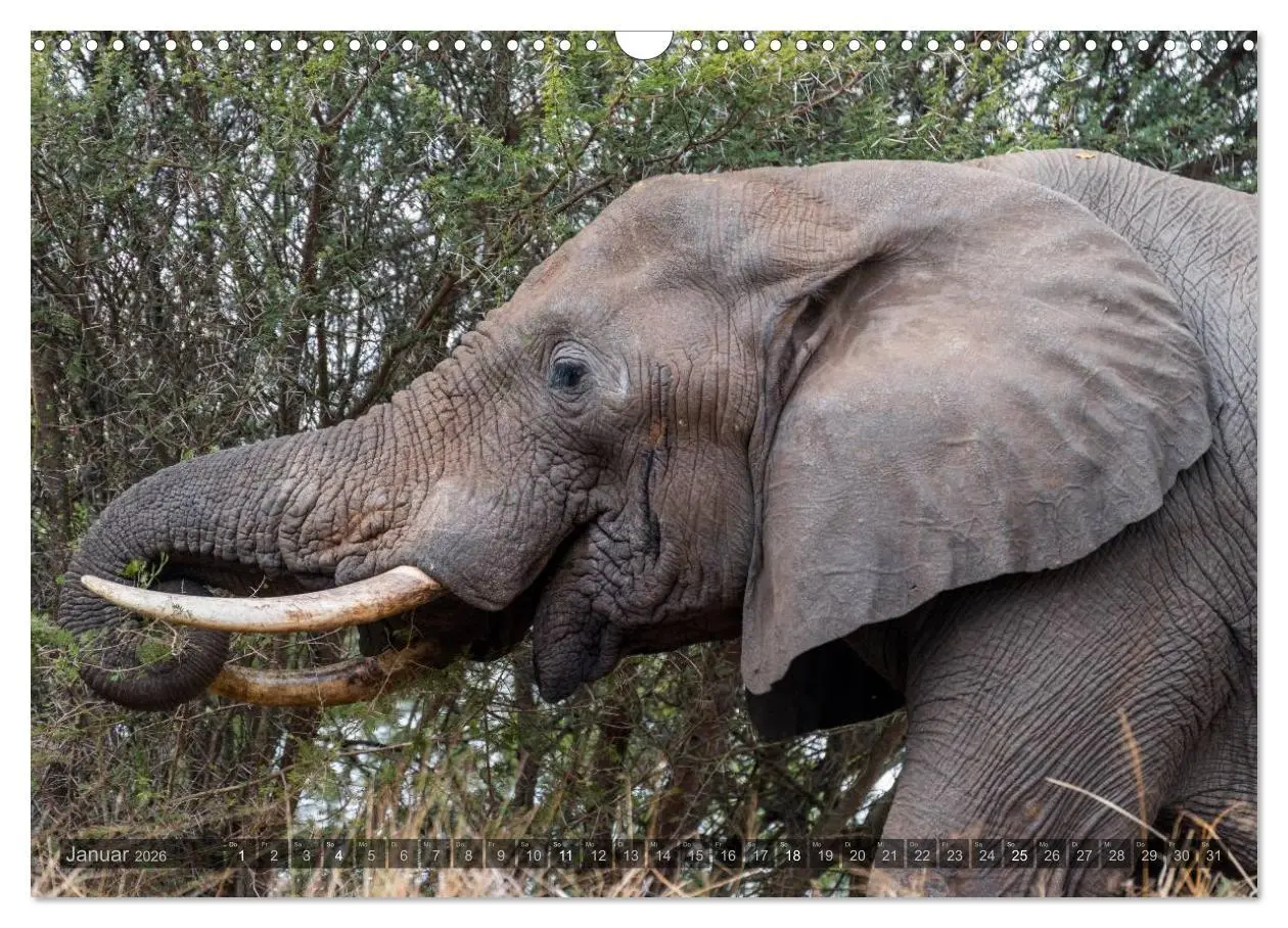 Bild: 9783516087895 | Südafrika - Die Tierwelt (Wandkalender 2026 DIN A3 quer), CALVENDO...