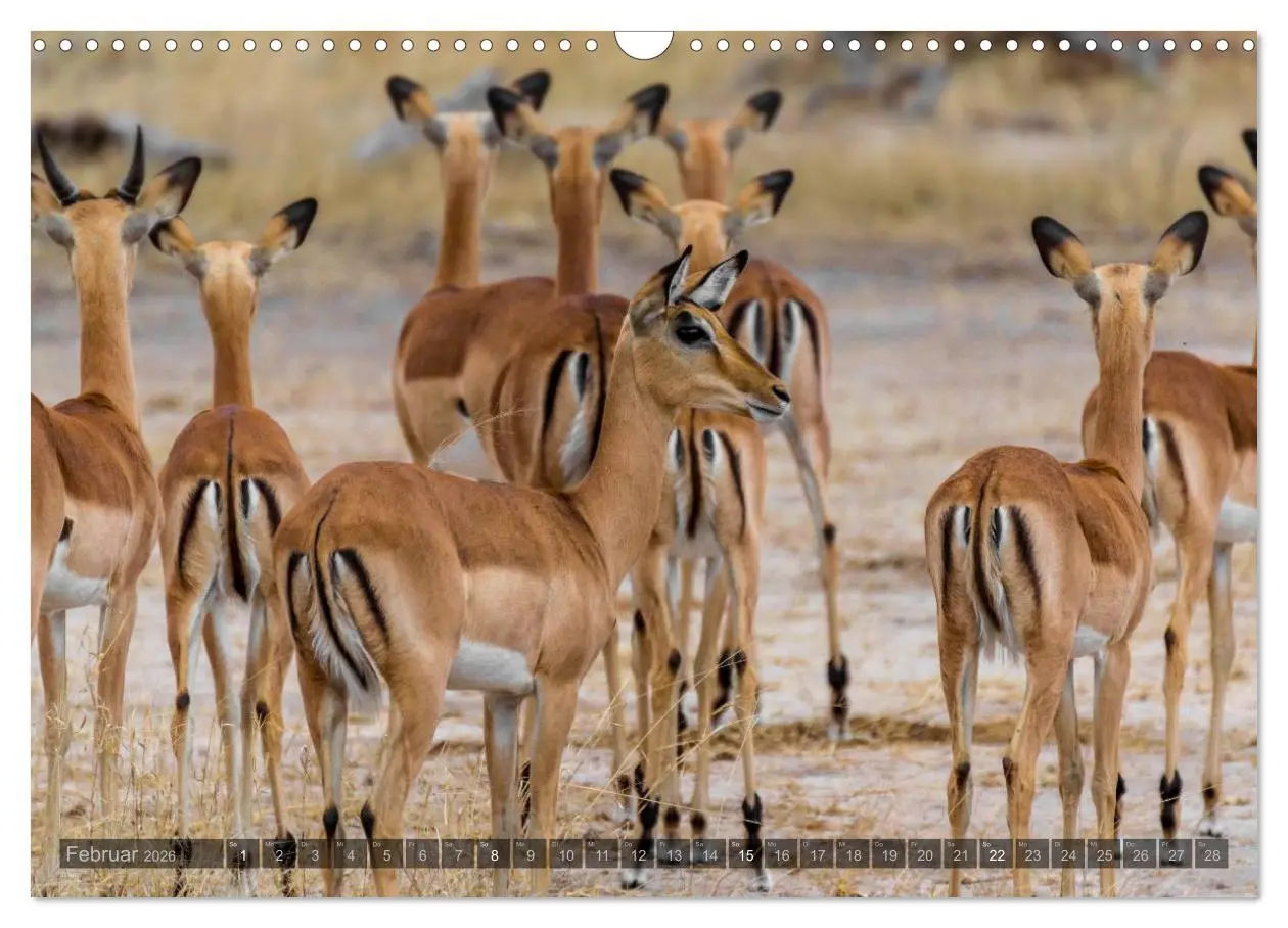 Bild: 9783516087895 | Südafrika - Die Tierwelt (Wandkalender 2026 DIN A3 quer), CALVENDO...