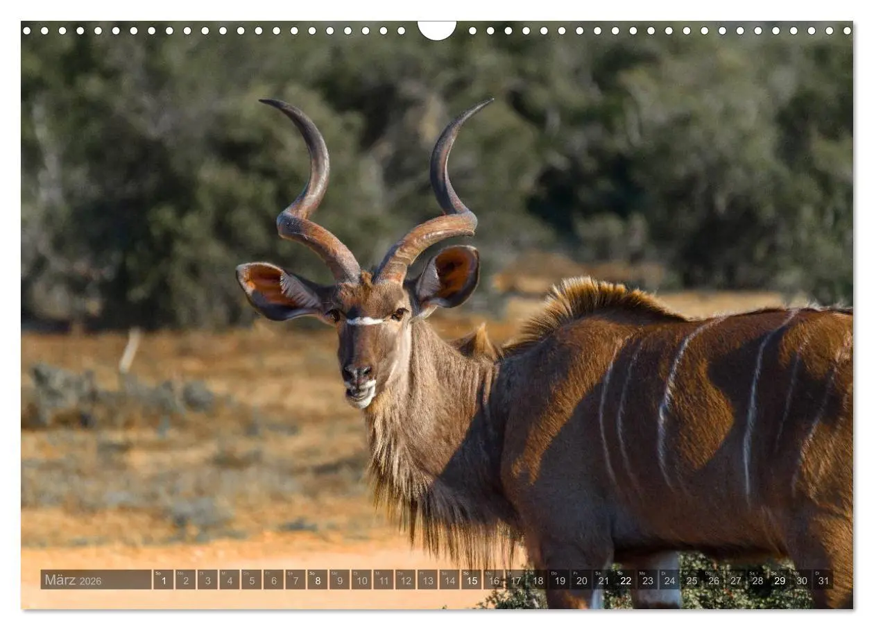 Bild: 9783516087895 | Südafrika - Die Tierwelt (Wandkalender 2026 DIN A3 quer), CALVENDO...