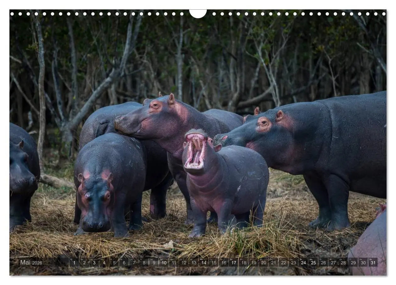 Bild: 9783516087895 | Südafrika - Die Tierwelt (Wandkalender 2026 DIN A3 quer), CALVENDO...
