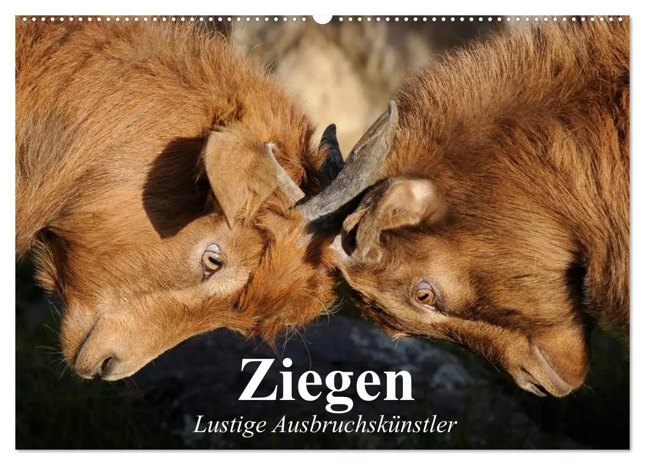 Cover: 9783457987995 | Ziegen. Lustige Ausbruchskünstler (Wandkalender 2026 DIN A2 quer),...