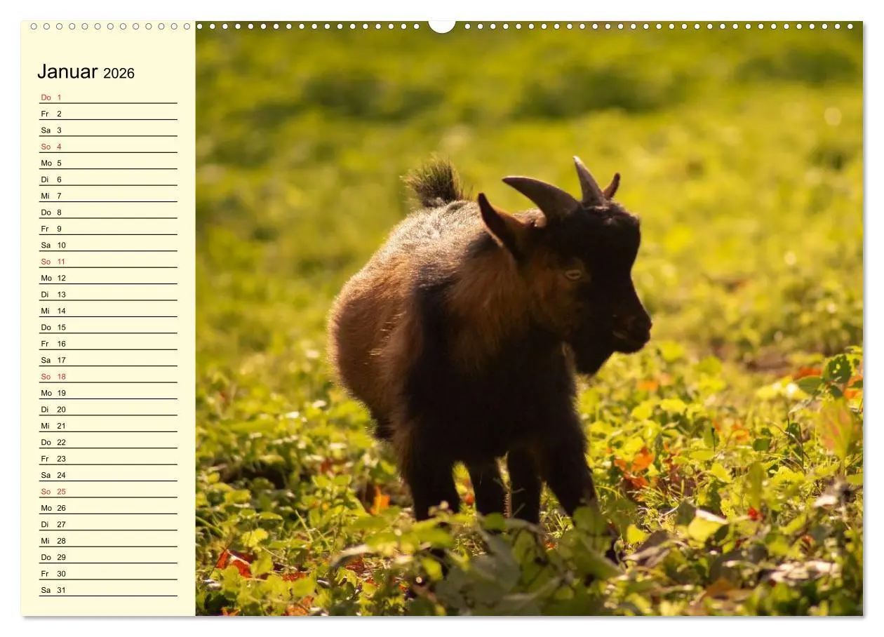 Bild: 9783457987995 | Ziegen. Lustige Ausbruchskünstler (Wandkalender 2026 DIN A2 quer),...