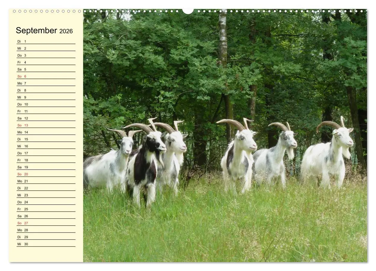 Bild: 9783457987995 | Ziegen. Lustige Ausbruchskünstler (Wandkalender 2026 DIN A2 quer),...