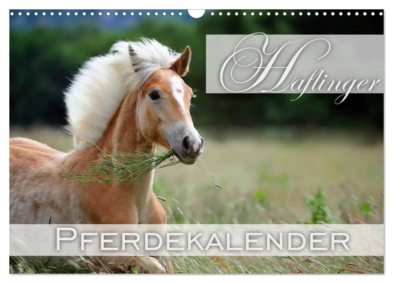 Cover: 9783516147995 | Haflinger / Geburtstagskalender (Wandkalender 2026 DIN A3 quer),...