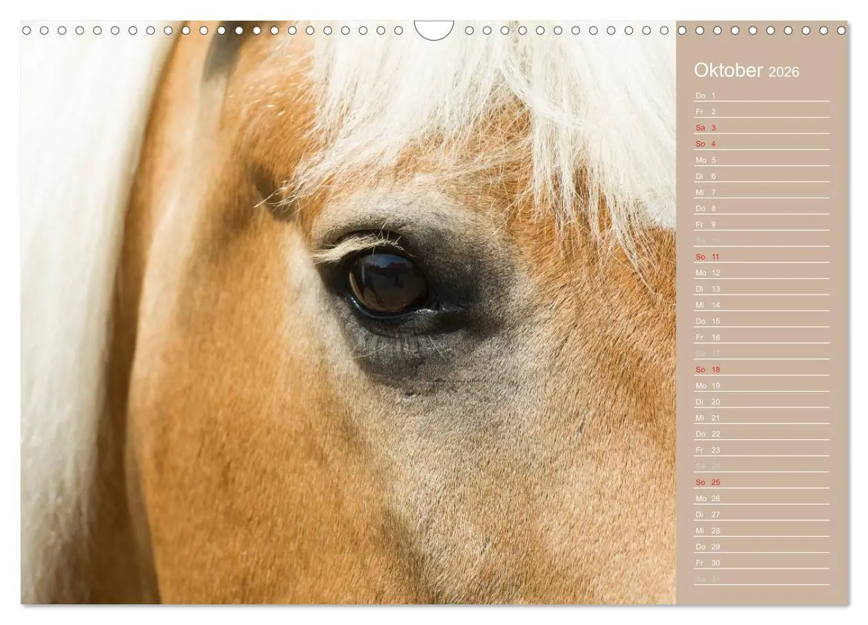 Bild: 9783516147995 | Haflinger / Geburtstagskalender (Wandkalender 2026 DIN A3 quer),...