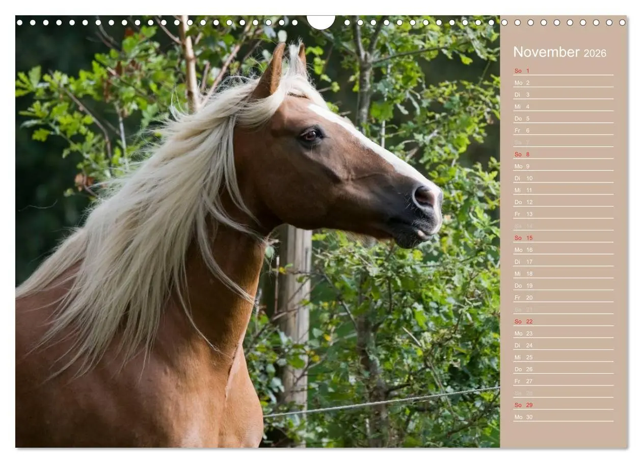 Bild: 9783516147995 | Haflinger / Geburtstagskalender (Wandkalender 2026 DIN A3 quer),...