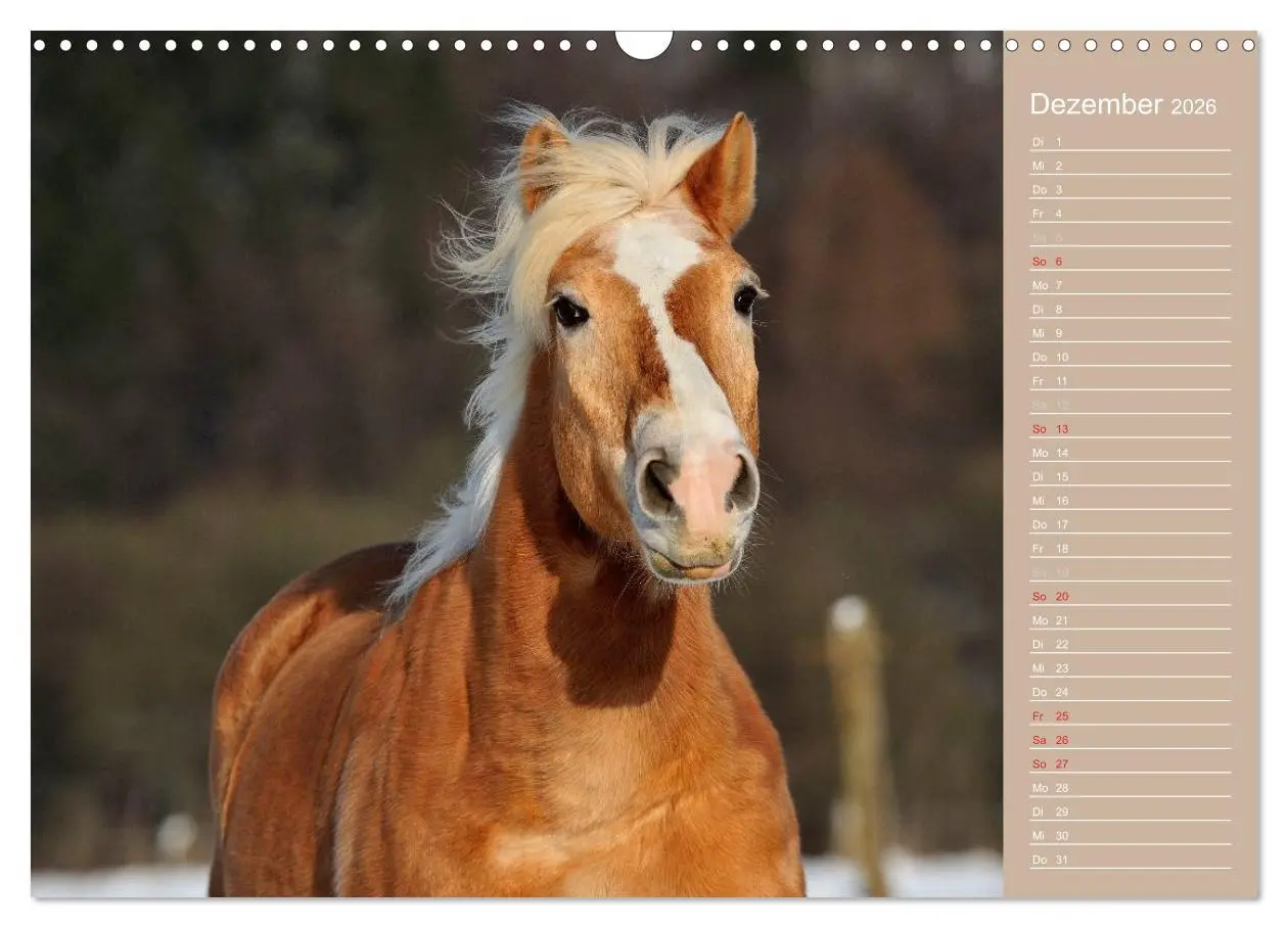 Bild: 9783516147995 | Haflinger / Geburtstagskalender (Wandkalender 2026 DIN A3 quer),...