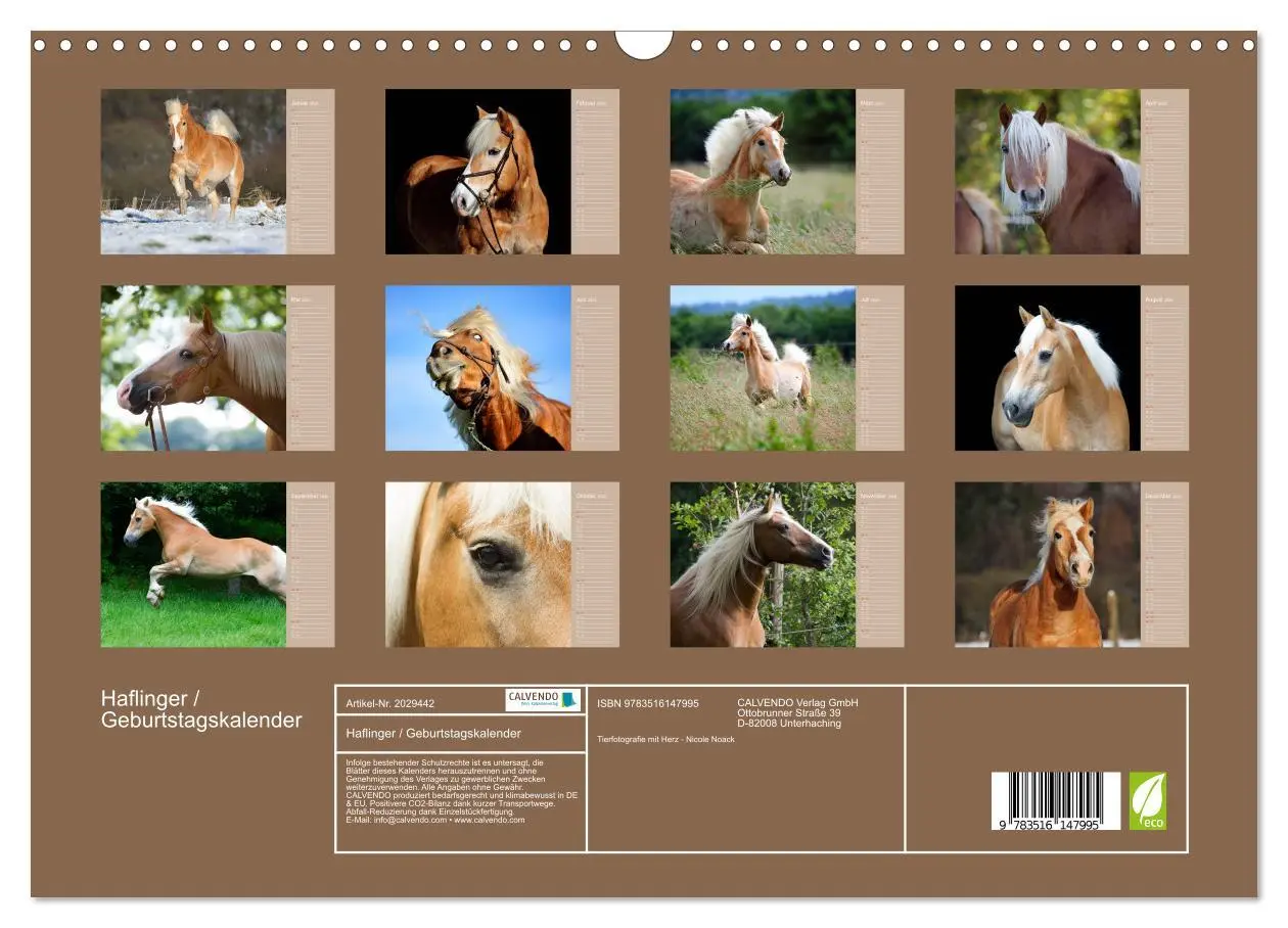Bild: 9783516147995 | Haflinger / Geburtstagskalender (Wandkalender 2026 DIN A3 quer),...