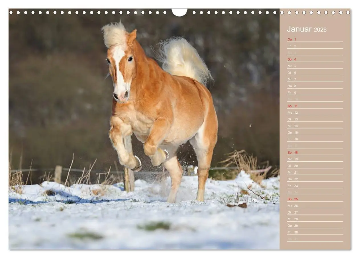 Bild: 9783516147995 | Haflinger / Geburtstagskalender (Wandkalender 2026 DIN A3 quer),...
