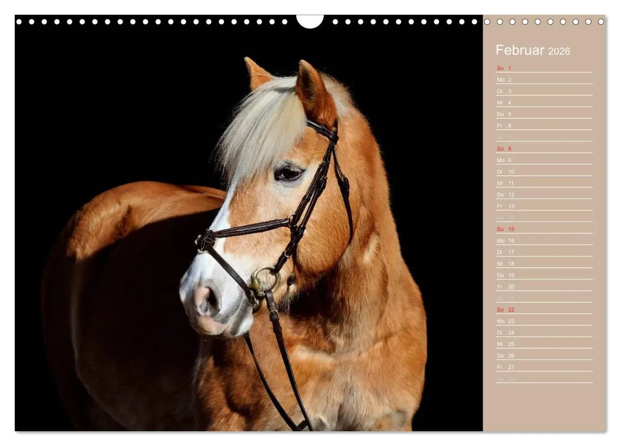 Bild: 9783516147995 | Haflinger / Geburtstagskalender (Wandkalender 2026 DIN A3 quer),...