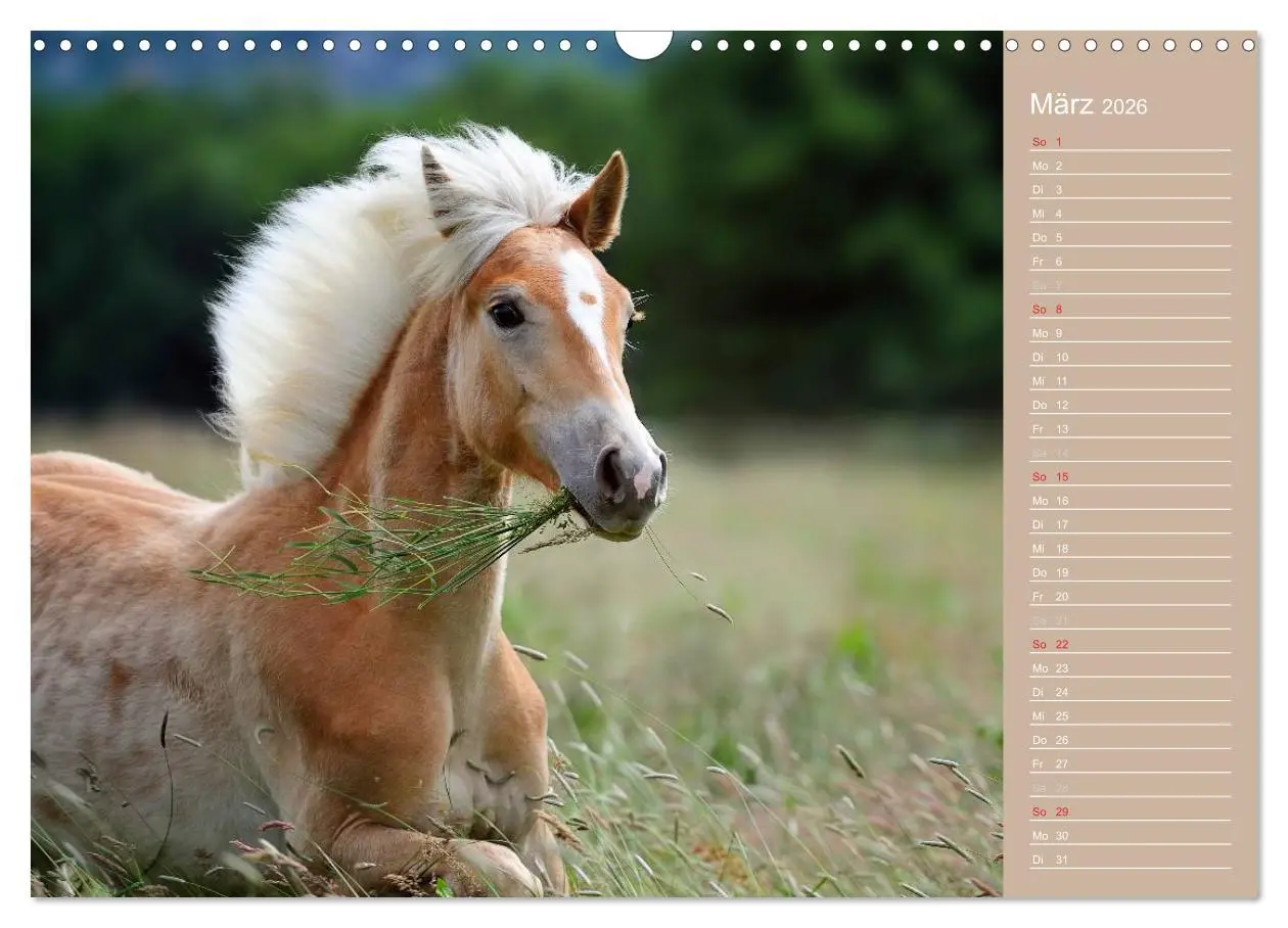 Bild: 9783516147995 | Haflinger / Geburtstagskalender (Wandkalender 2026 DIN A3 quer),...