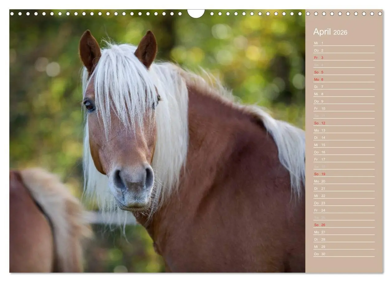 Bild: 9783516147995 | Haflinger / Geburtstagskalender (Wandkalender 2026 DIN A3 quer),...