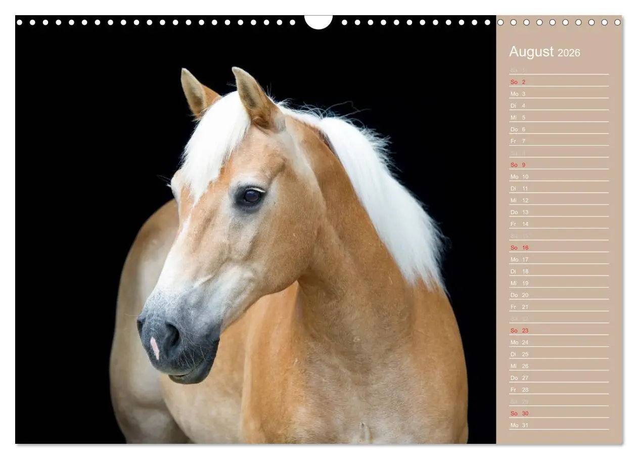 Bild: 9783516147995 | Haflinger / Geburtstagskalender (Wandkalender 2026 DIN A3 quer),...