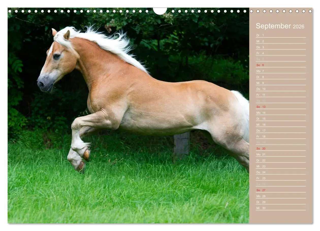 Bild: 9783516147995 | Haflinger / Geburtstagskalender (Wandkalender 2026 DIN A3 quer),...