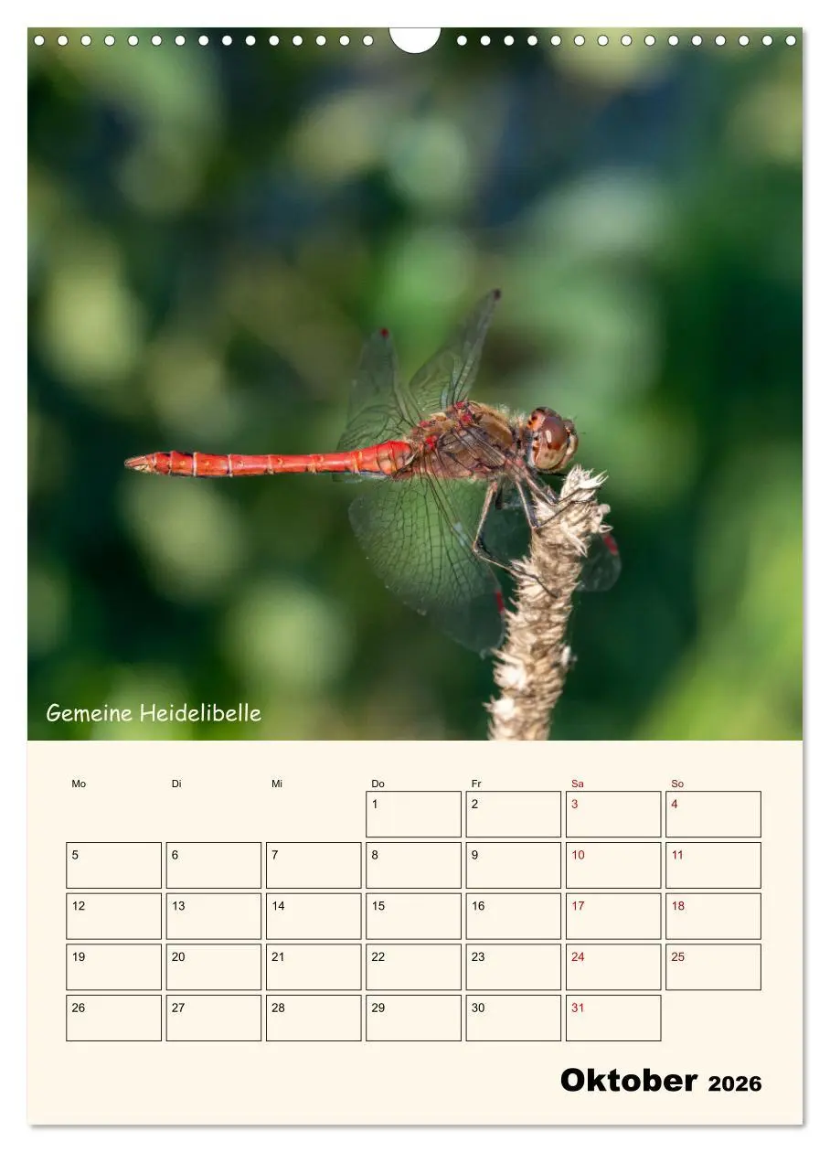 Bild: 9783457258095 | Libellen - Flugkünstler in Bayern (Wandkalender 2026 DIN A3 hoch),...