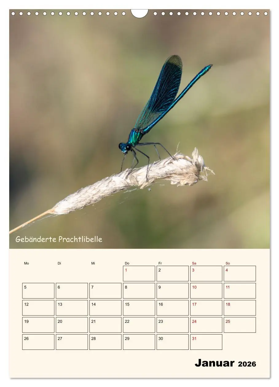 Bild: 9783457258095 | Libellen - Flugkünstler in Bayern (Wandkalender 2026 DIN A3 hoch),...