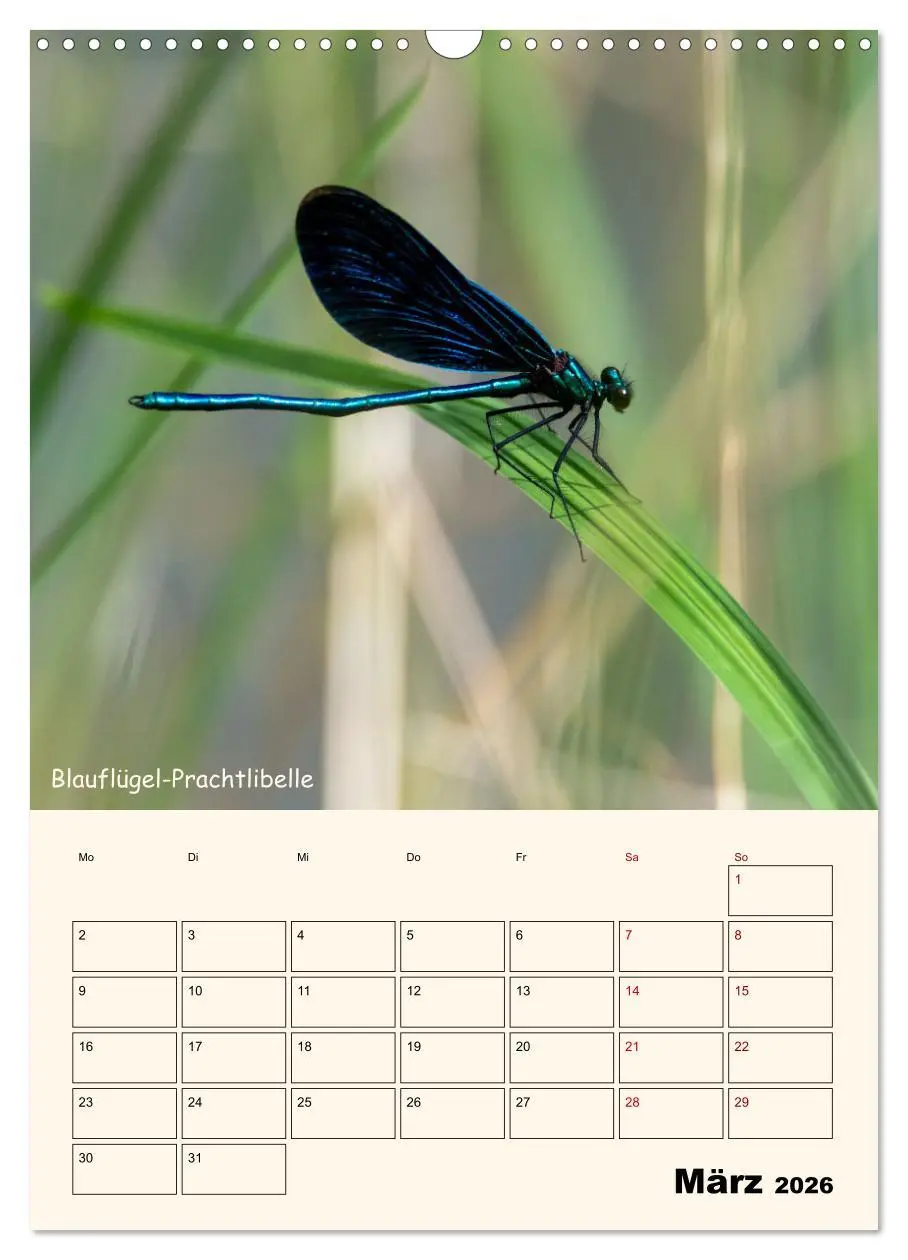 Bild: 9783457258095 | Libellen - Flugkünstler in Bayern (Wandkalender 2026 DIN A3 hoch),...