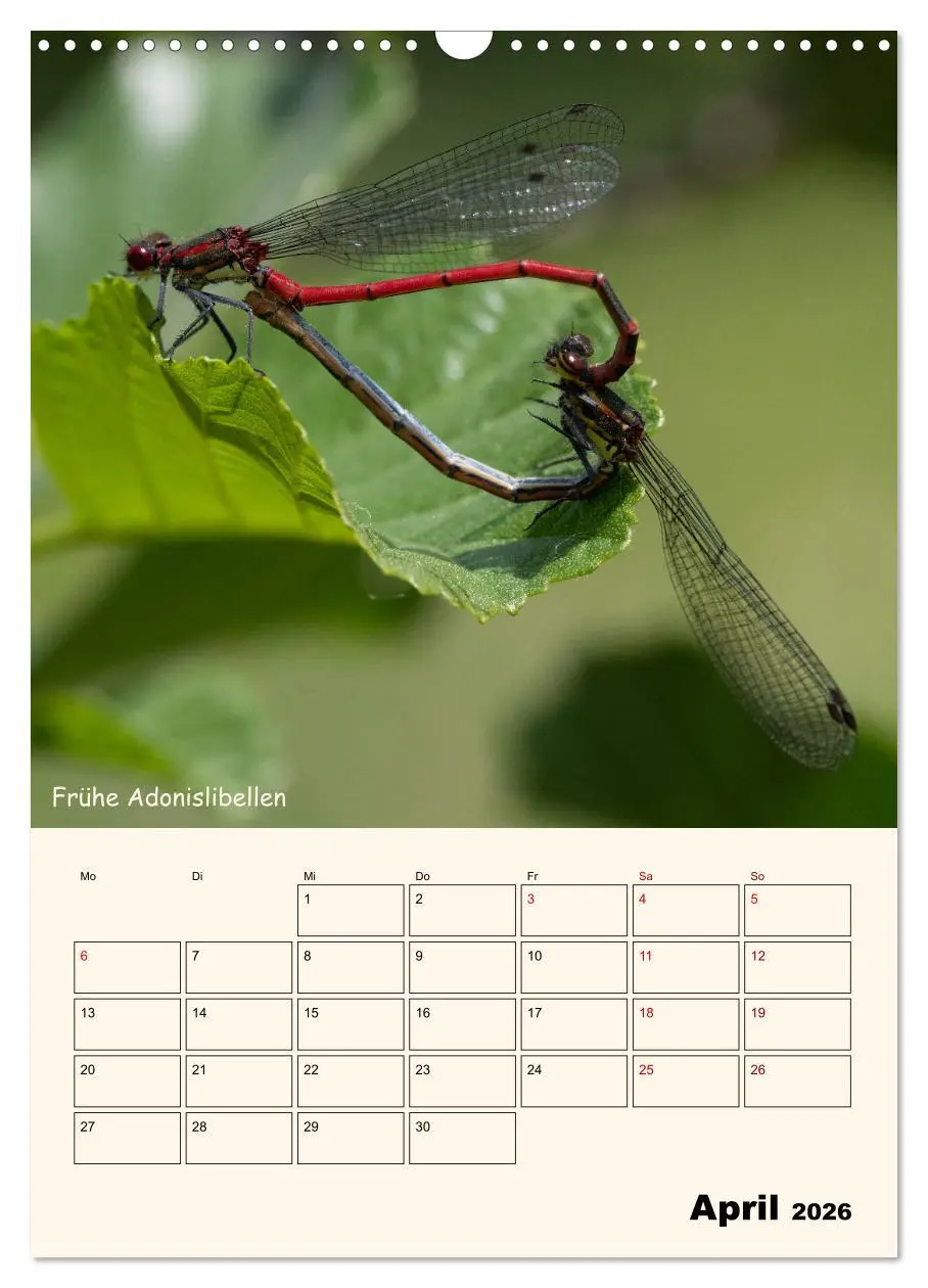 Bild: 9783457258095 | Libellen - Flugkünstler in Bayern (Wandkalender 2026 DIN A3 hoch),...