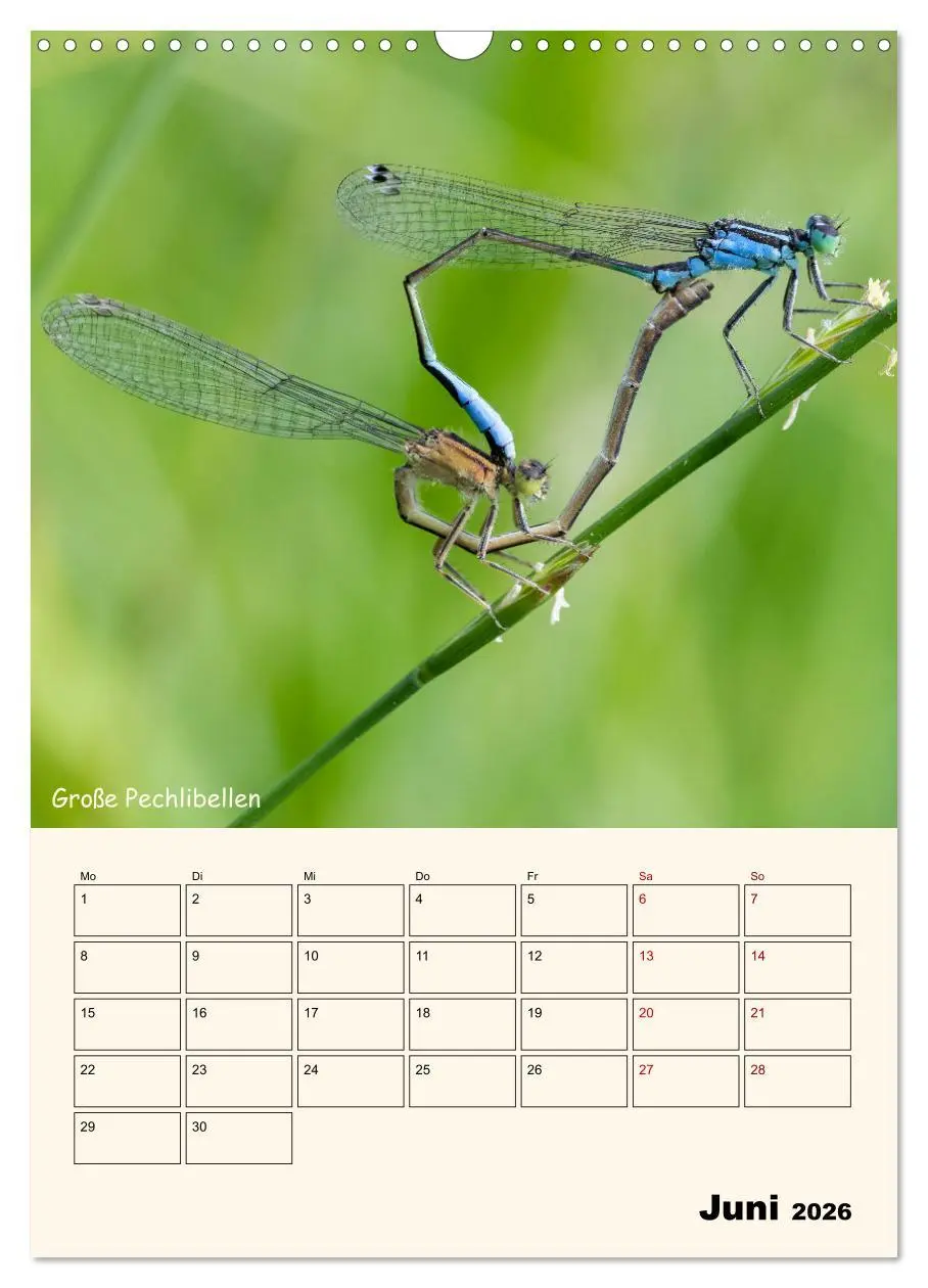 Bild: 9783457258095 | Libellen - Flugkünstler in Bayern (Wandkalender 2026 DIN A3 hoch),...