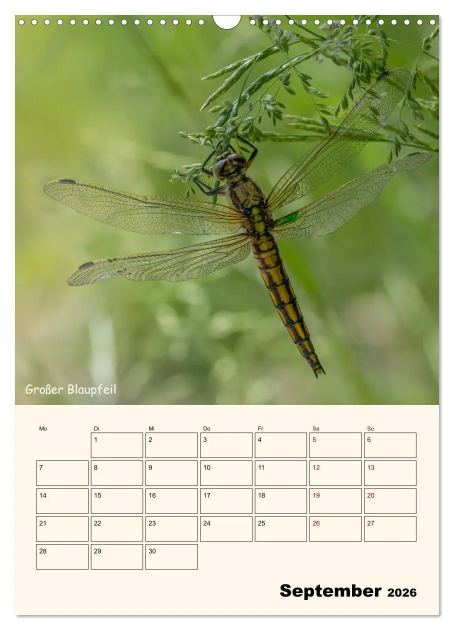 Bild: 9783457258095 | Libellen - Flugkünstler in Bayern (Wandkalender 2026 DIN A3 hoch),...