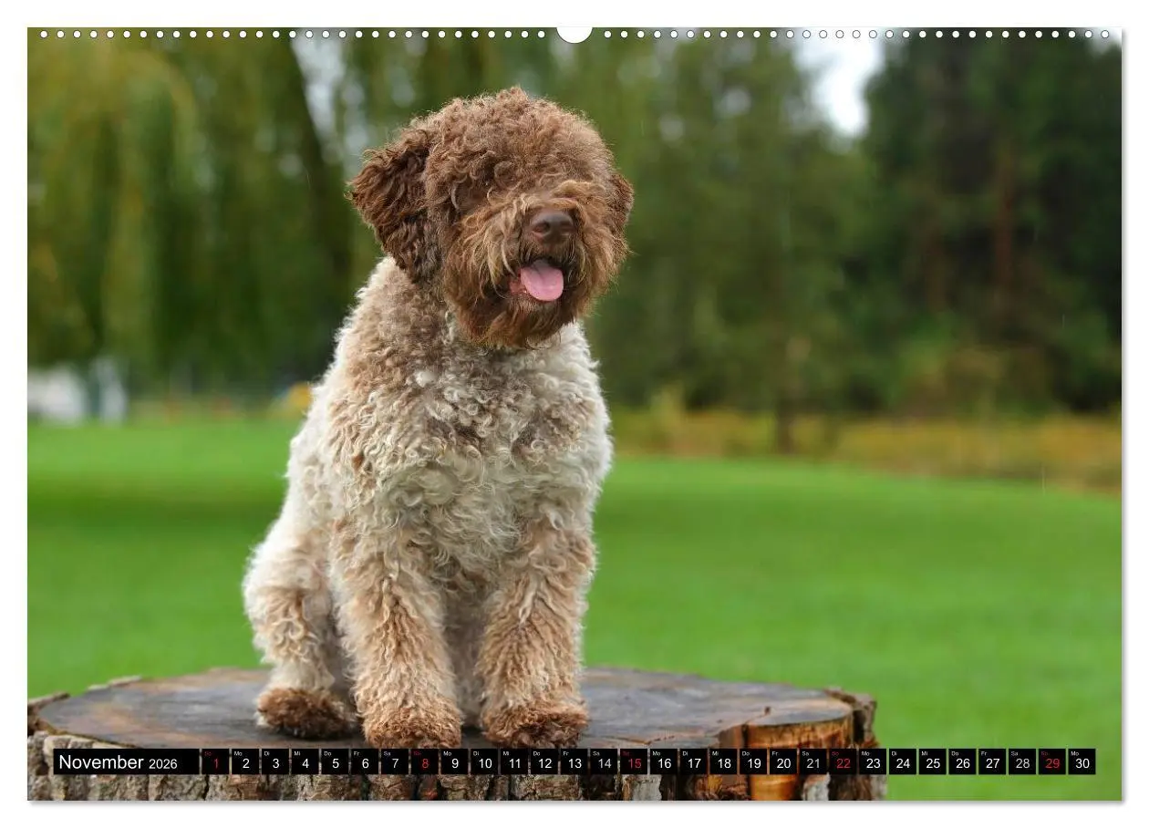 Bild: 9783516028195 | Lagotto Romagnolo - Italienischer Trüffelhund (hochwertiger Premium...