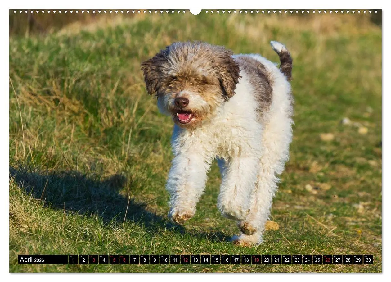 Bild: 9783516028195 | Lagotto Romagnolo - Italienischer Trüffelhund (hochwertiger Premium...