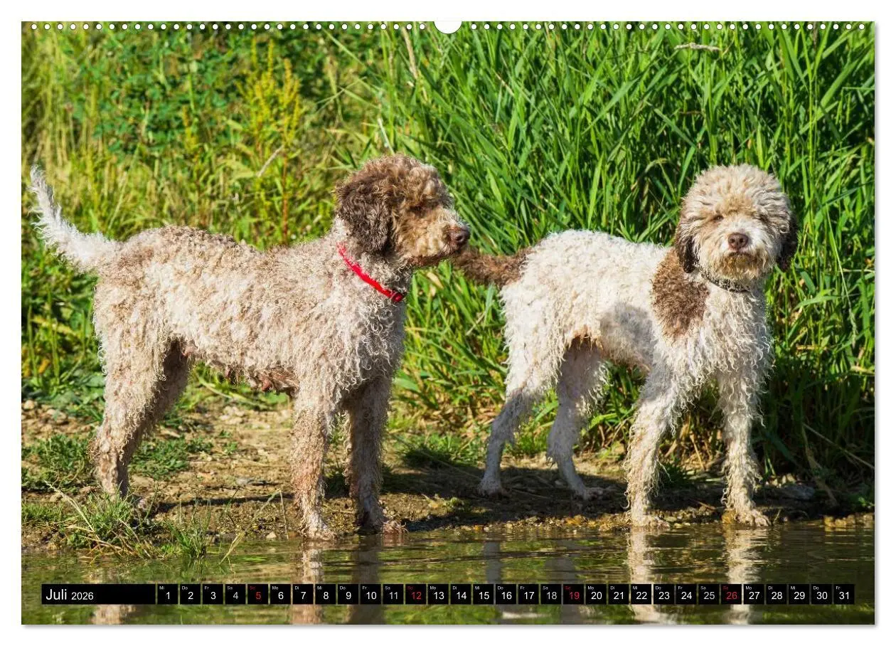 Bild: 9783516028195 | Lagotto Romagnolo - Italienischer Trüffelhund (hochwertiger Premium...