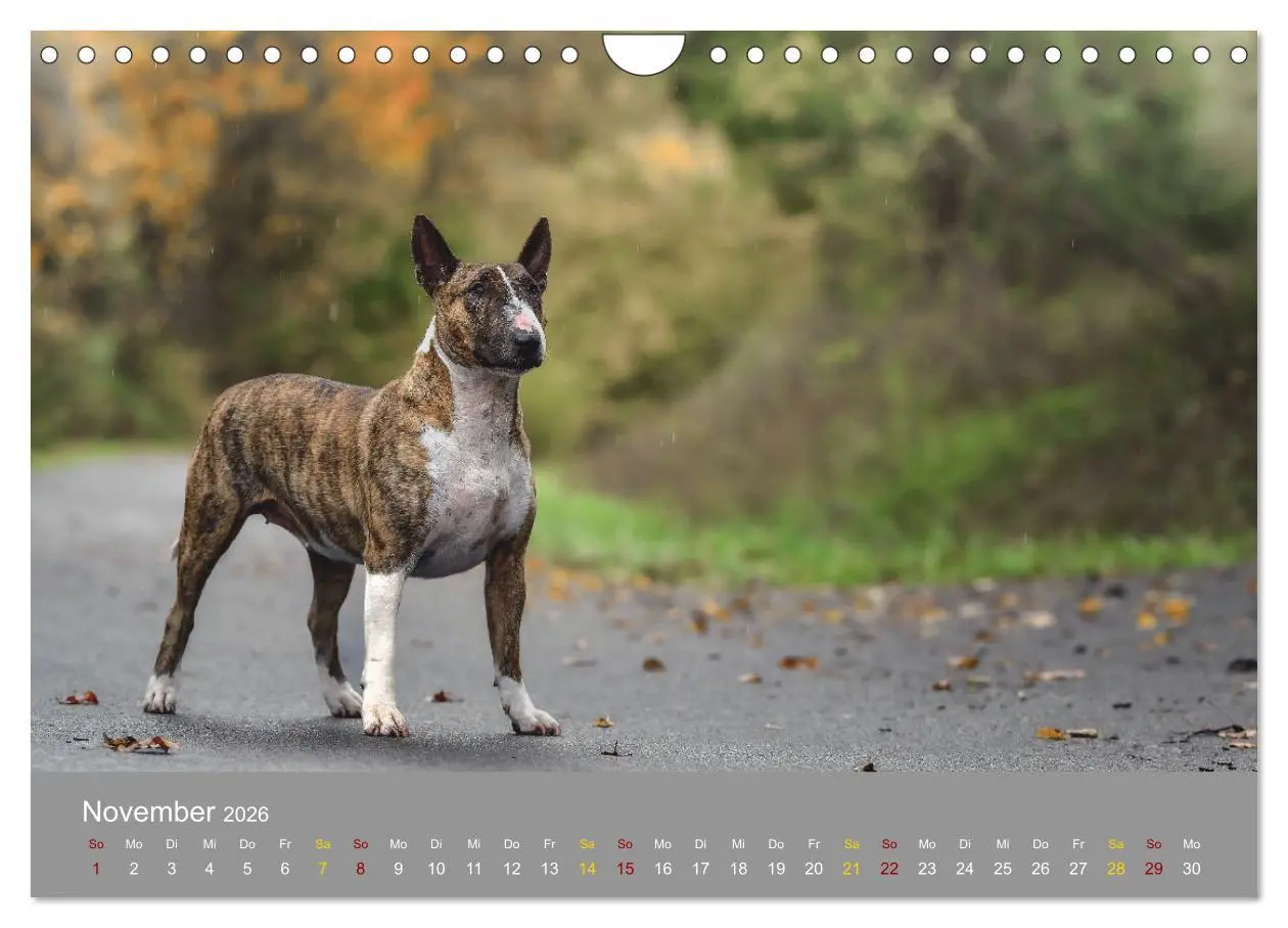 Bild: 9783457308295 | Bullterrier, liebenswerte Sturköpfe (Wandkalender 2026 DIN A4...