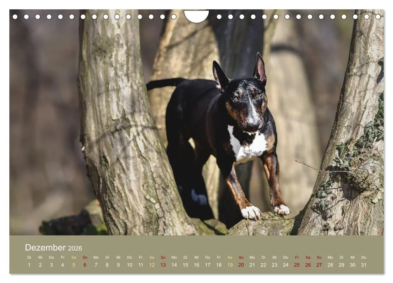 Bild: 9783457308295 | Bullterrier, liebenswerte Sturköpfe (Wandkalender 2026 DIN A4...